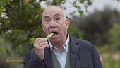 Le puntarelle