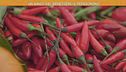 Il peperoncino