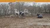 Una giornata in fattoria