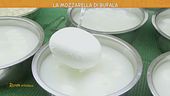 La mozzarella di bufala