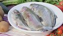 La trota: un pesce pregiato e poco calorico