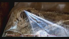 Il falcone imbalsamato di Gian Galeazzo Sforza