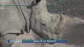 La cura degli animali a Le Cornelle