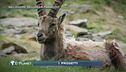 Nel cuore del Gran Paradiso