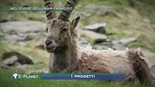 Nel cuore del Gran Paradiso