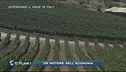 Agricoltura: difendiamo il made in Italy