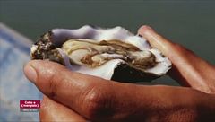 Delta del Po - Sacca di Scardovari