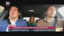 NCC: La domanda 4 - Alla scoperta dell'ibrido