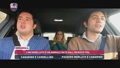 NCC: La domanda 4 - Alla scoperta dell'ibrido