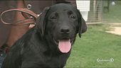 Arriva il patentino per cani