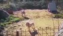 Corso e patentino per i cani aggressivi
