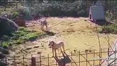 Corso e patentino per i cani aggressivi