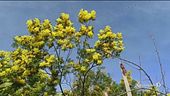 Primavera finta, natura in tilt