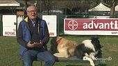 Le caratteristiche dei cani