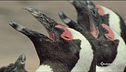 La lingua segreta dei pinguini