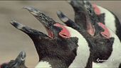 La lingua segreta dei pinguini