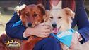 Domani appuntamento con "Dalla parte degli animali"