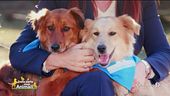 Domani appuntamento con "Dalla parte degli animali"