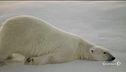 Orsi polari sempre più a rischio