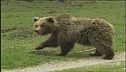 L'orso è tornato, riparte la caccia