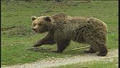L'orso è tornato, riparte la caccia