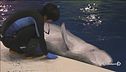 Nasce il santuario dei cetacei
