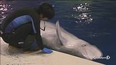 Nasce il santuario dei cetacei