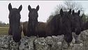 Il cavallo Murgese