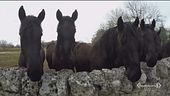 Il cavallo Murgese