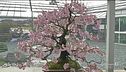 Passione bonsai