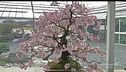 Passione bonsai