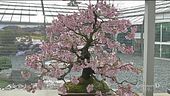 Passione bonsai