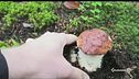 Funghi, estate da record