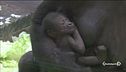 Baby boom di gorilla
