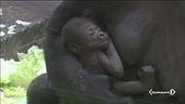 Baby boom di gorilla