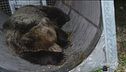 Fuga finita, catturato l'orso M49