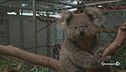 L'Australia si divide sui koala