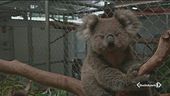 L'Australia si divide sui koala