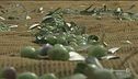 Salvaguardare e valorizzare il nostro olio extravergine
