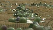 Salvaguardare e valorizzare il nostro olio extravergine