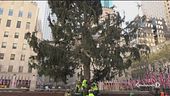 Anche New York ha "Spelacchio"