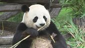 La guerra del panda