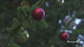 Un Natale senza l'albero