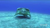 Dieci anni per salvare gli oceani