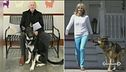 Casa Bianca, Biden si porta il gatto e i cani