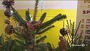Un tutor per l'albero di Natale