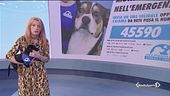 Aiuta gli animali nell'emergenza