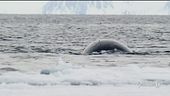 Nell'artico fa sempre più caldo