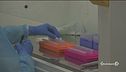 Virus mutato, un caso nelle Marche