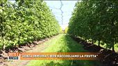 "Senza immigrati non raccogliamo la frutta"
